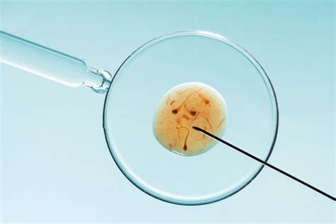 linsemiao|Inseminação artificial caseira: Conheça os perigos que envolvem .